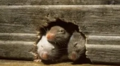 Rat u stanu: šta da radim?